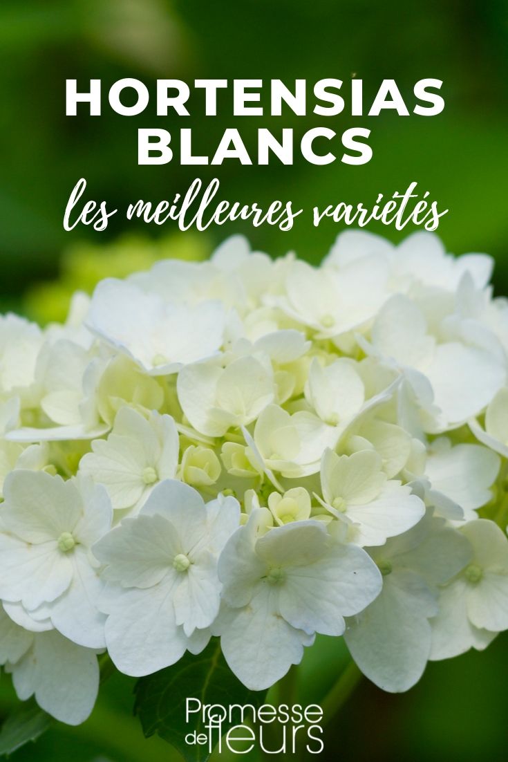 Hortensie in Weiß: Die besten Sorten