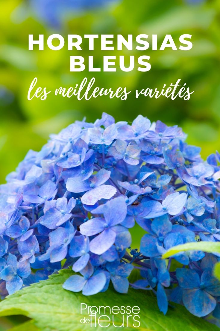 Hortensien mit blauen Blüten: Die besten