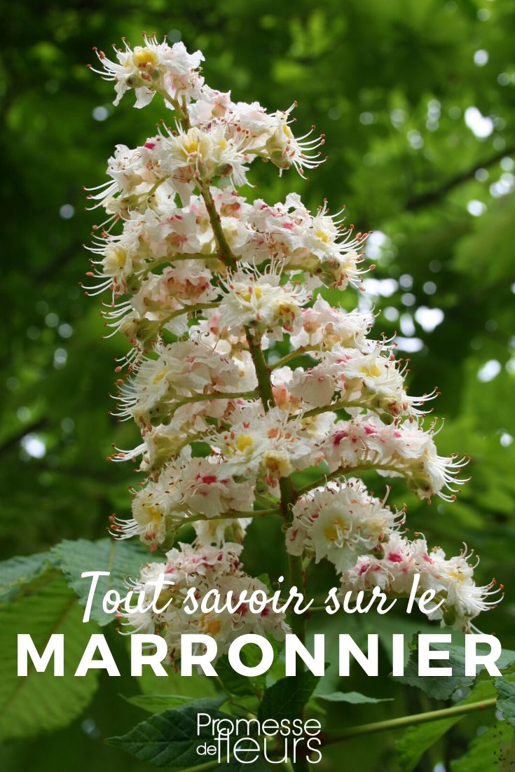 Aesculus – Alles, was Sie wissen müssen