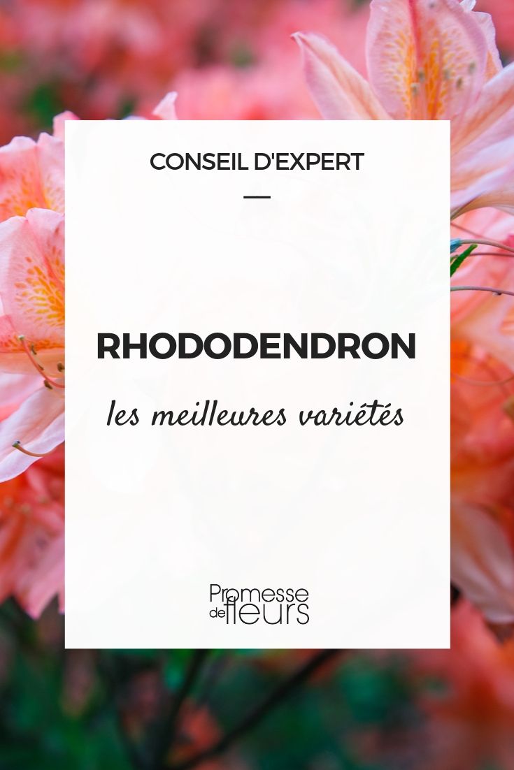 Die besten Rhododendren