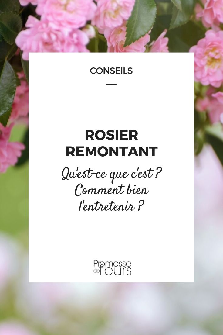 Rosen mit wiederholter Blüte: Definition, Pflegetipps