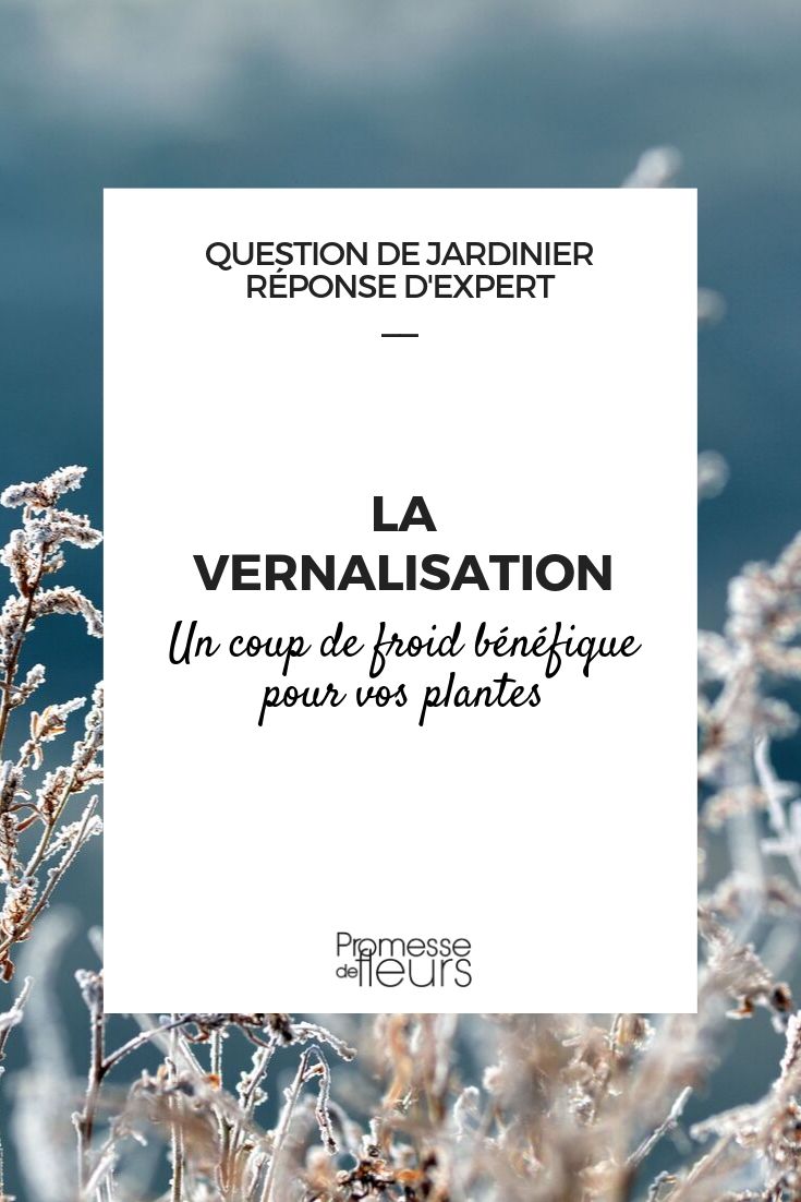 Die Vernalisation: Definition, Bedeutung