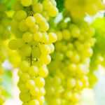 Weinrebe: Pflanzung, Anbau, Rückschnitt