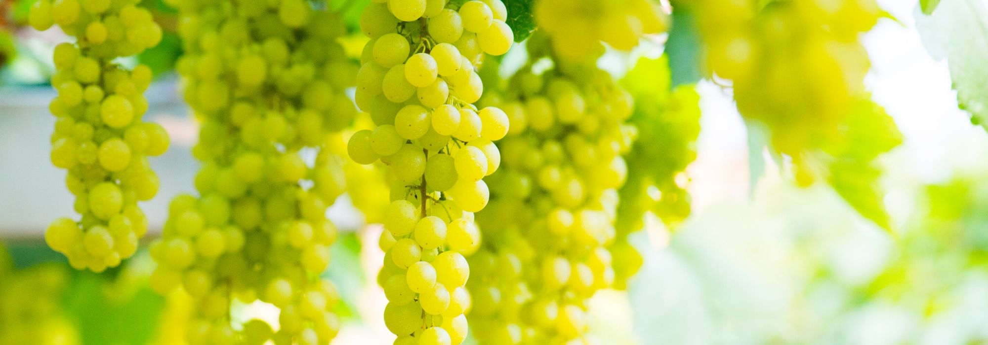 Weinrebe: Pflanzung, Anbau, Rückschnitt