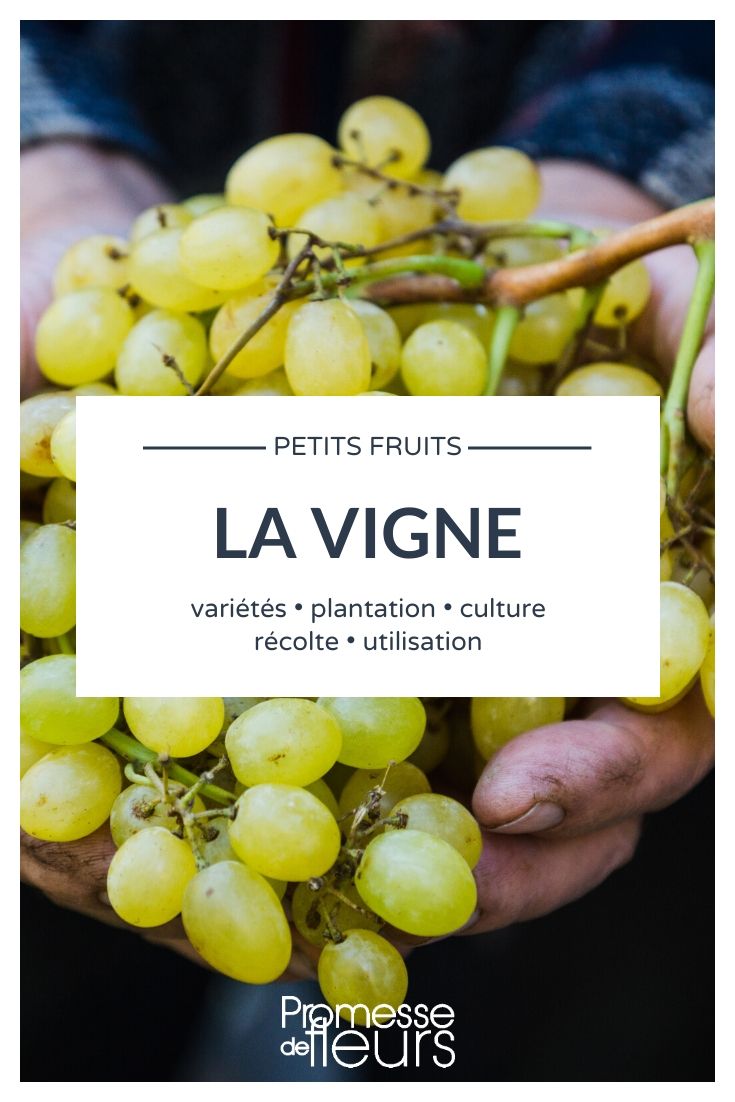 Weinrebe