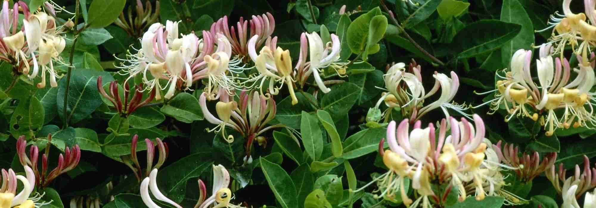 7 immergrüne Kletterpflanzen für den Garten