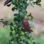 Fingerlimette pflanzen, kultivieren und ernten