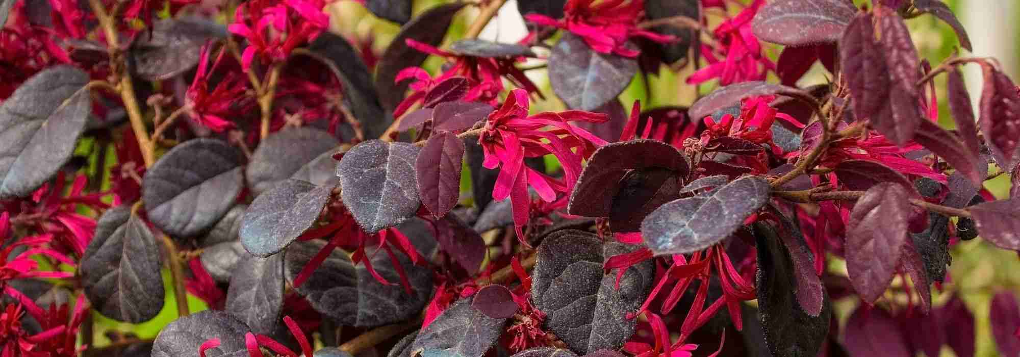 Rote Blüten: 8 Sträucher für jeden Garten