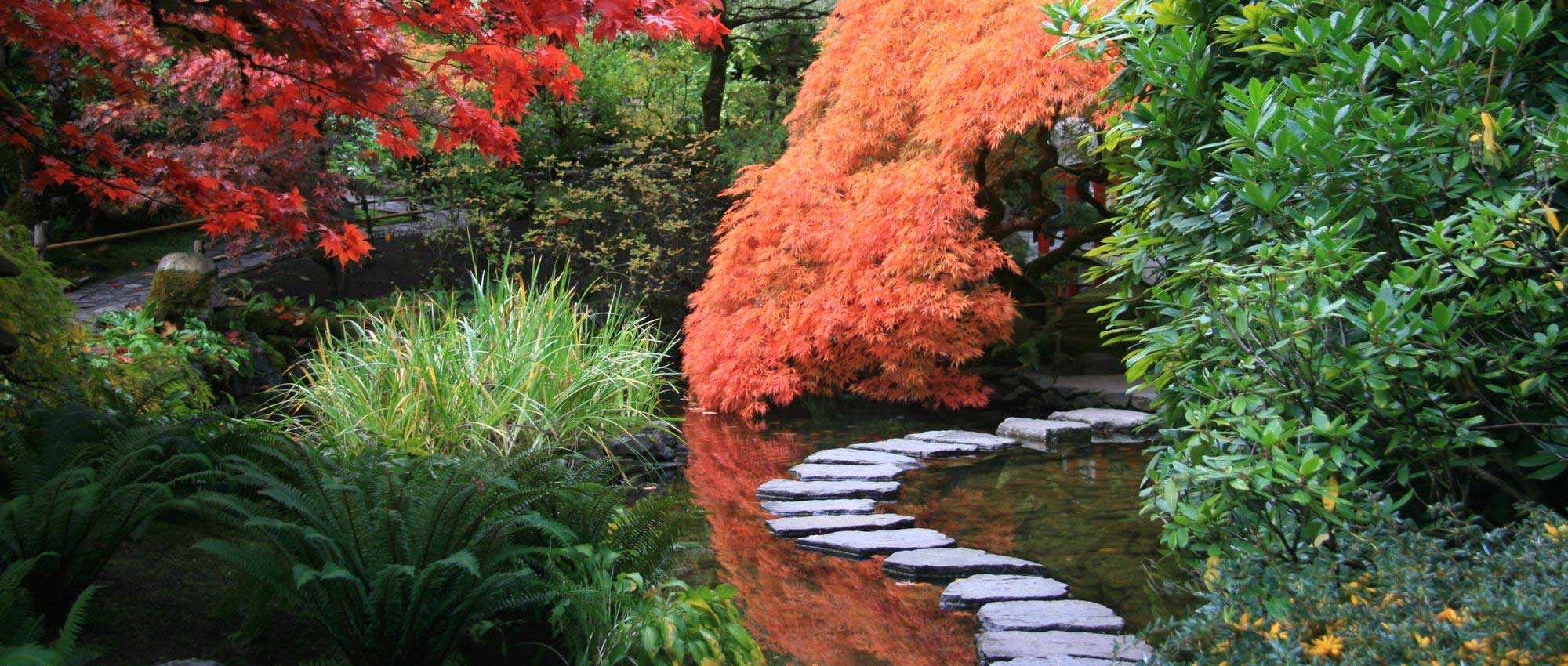 Japanischer Garten: 10 typische Stauden