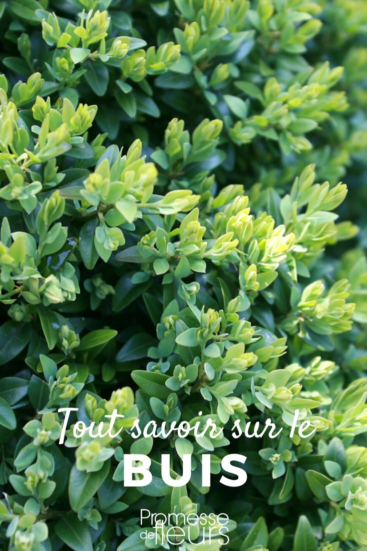 Buxus - Alles, was Sie wissen müssen