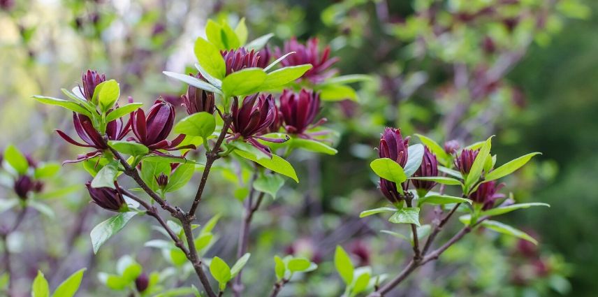 Calycanthus Hartlage Wine