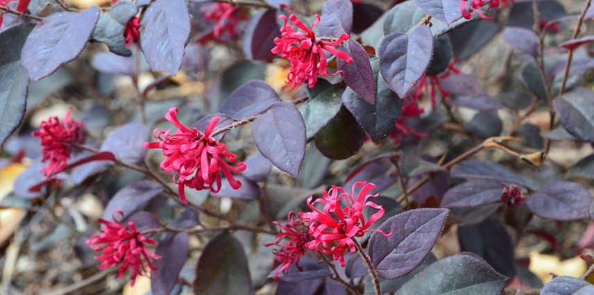 Loropetalum Ever Red