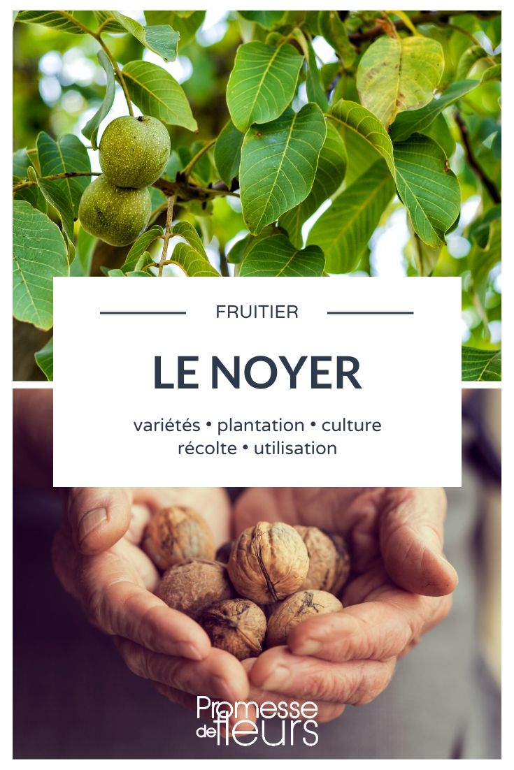 Walnuss, Juglans regia: Alles, was Sie wissen müssen