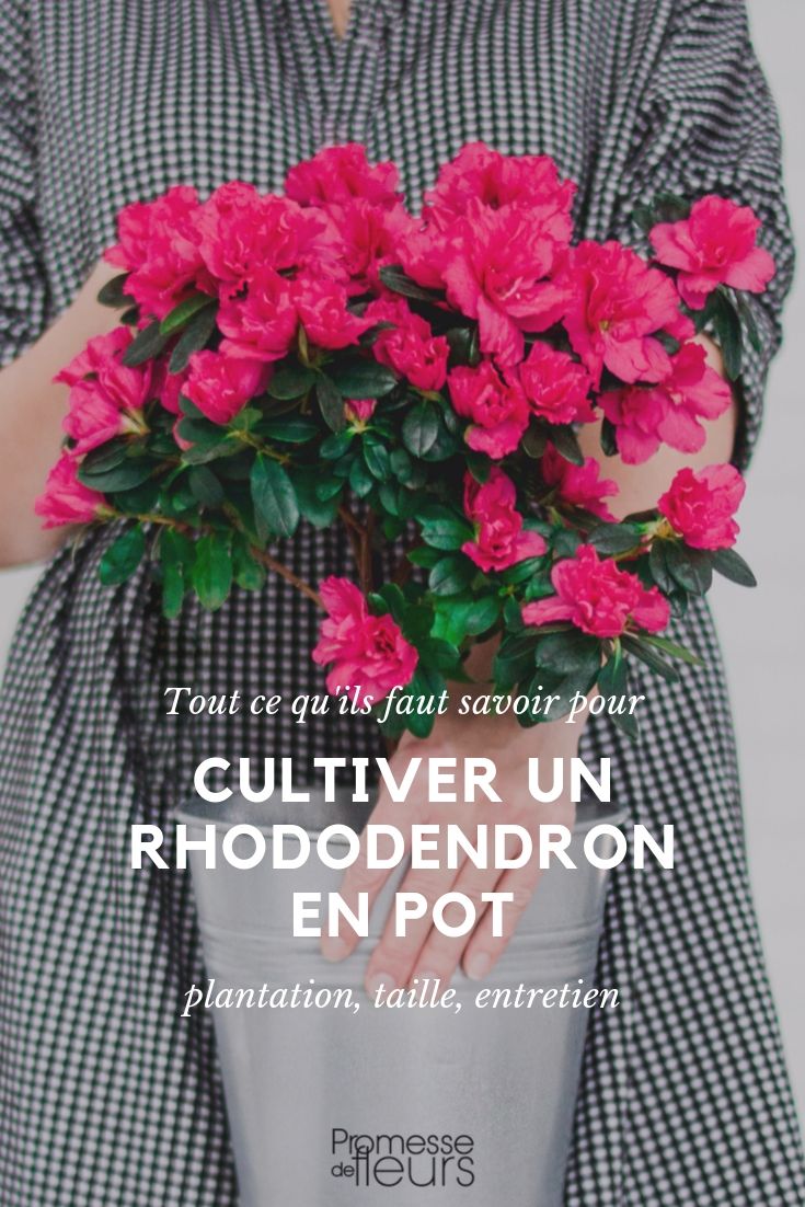 Rhododendron im Topf: Kultivierungstipps