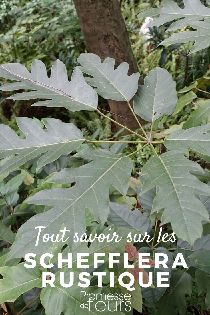 Schefflera winterhart: Pflanzen und Pflegen im Garten