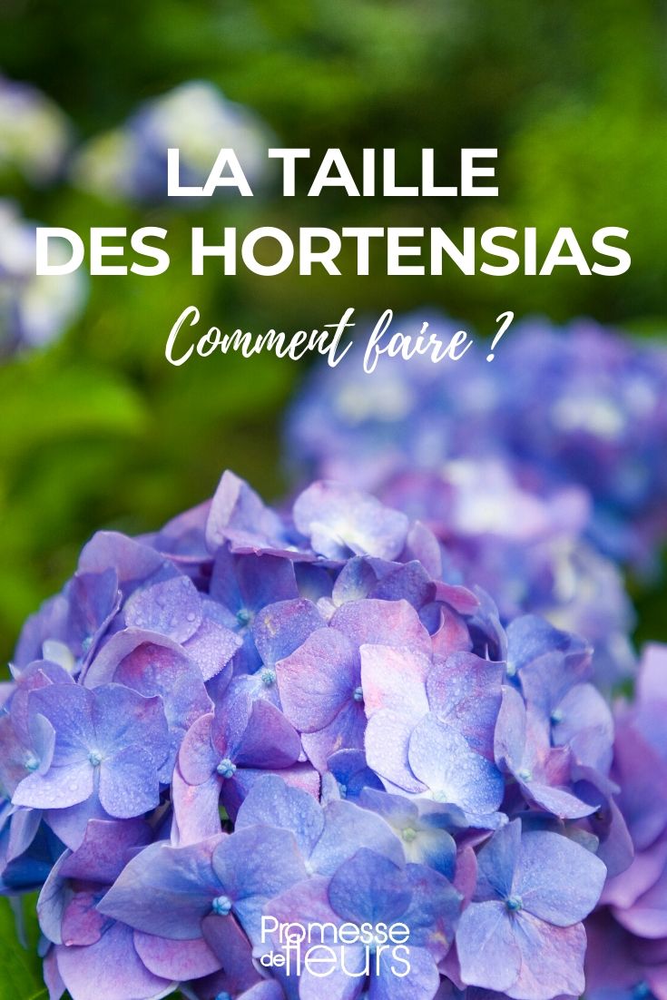 Hortensien schneiden: So geht's
