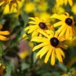 10 Stauden mit gelben Blüten für den Garten