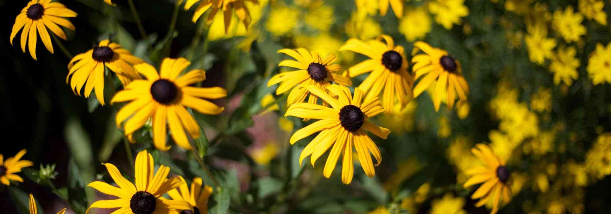 10 Stauden mit gelben Blüten für den Garten