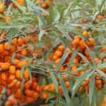 7 Sträucher mit Silberlaub für den Garten