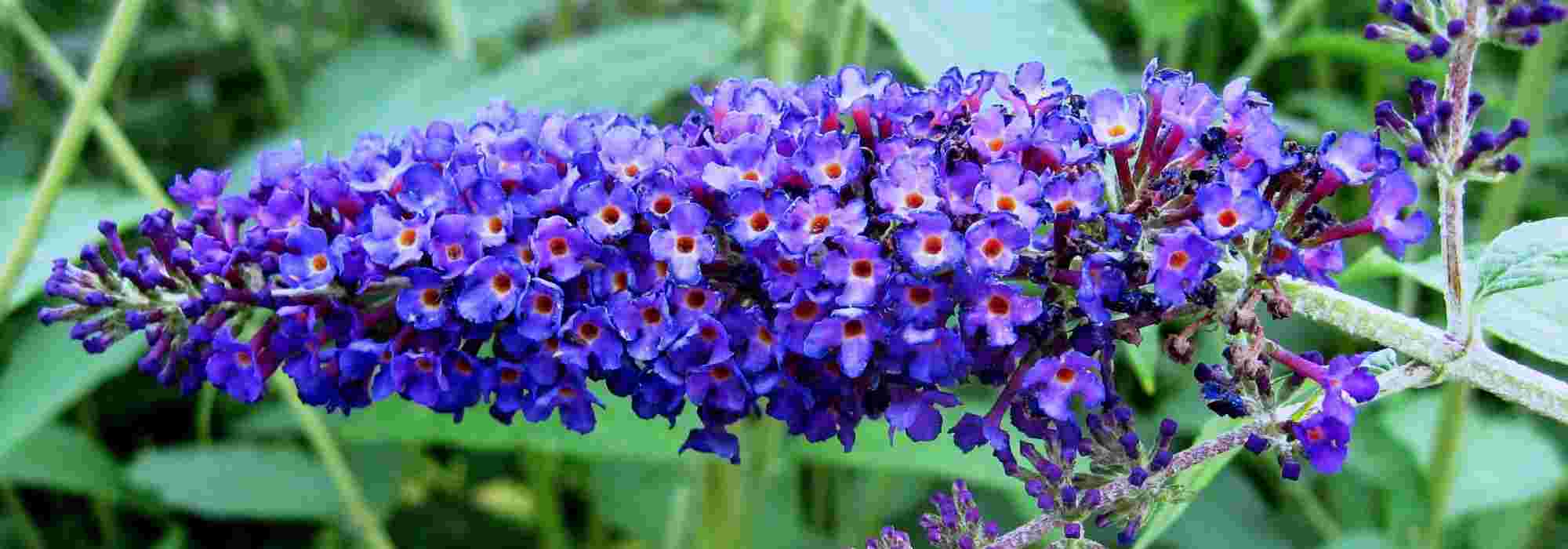 8 blau blühende Sträucher für jeden Garten
