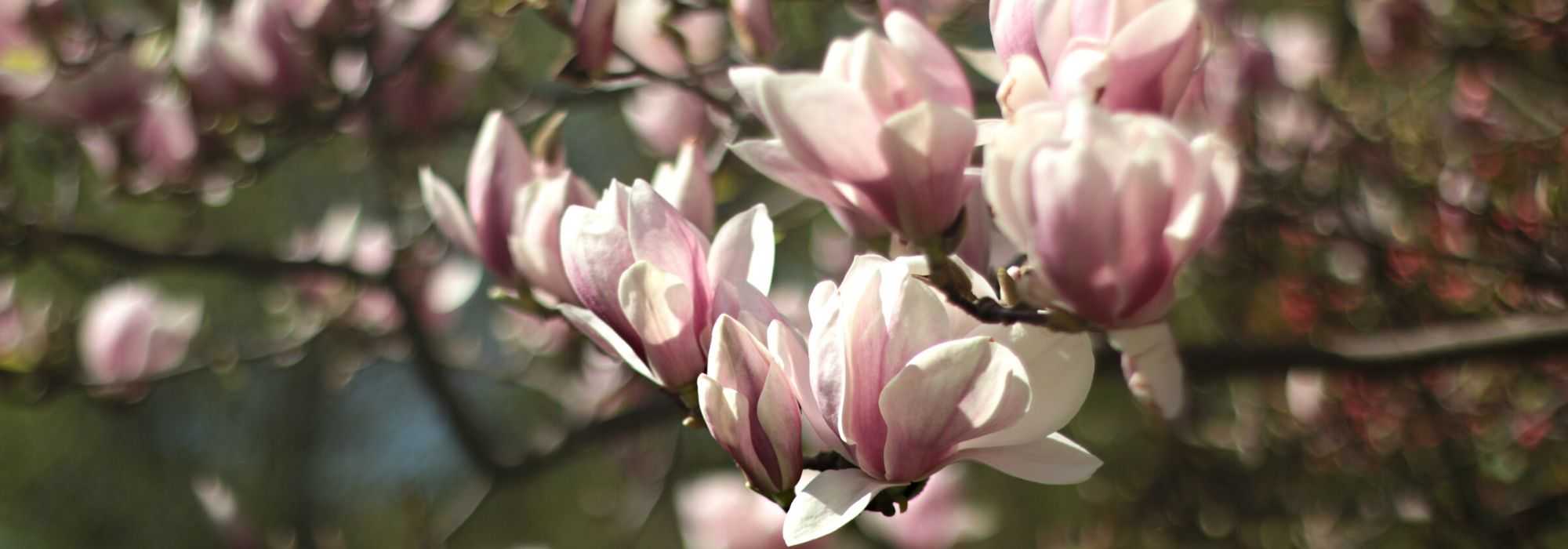 Magnolie: die passende Sorte für Ihren Garten