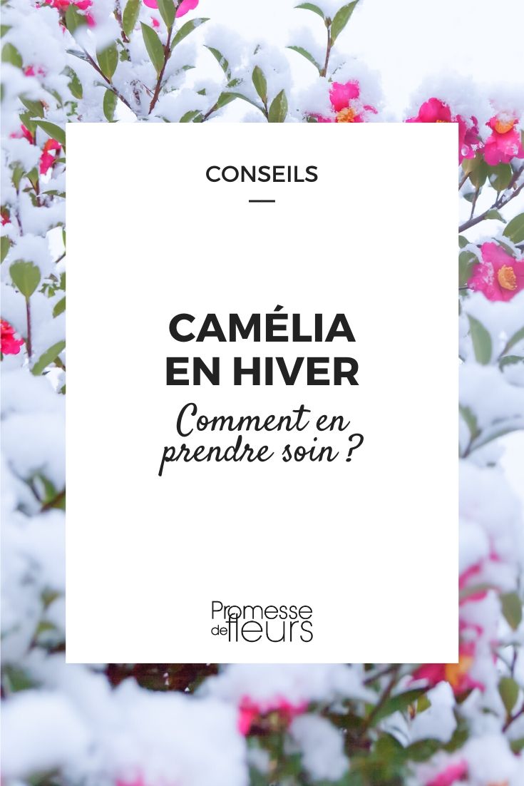 Kamelie im Winter: Pflegetipps