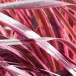 Cordyline überwintern