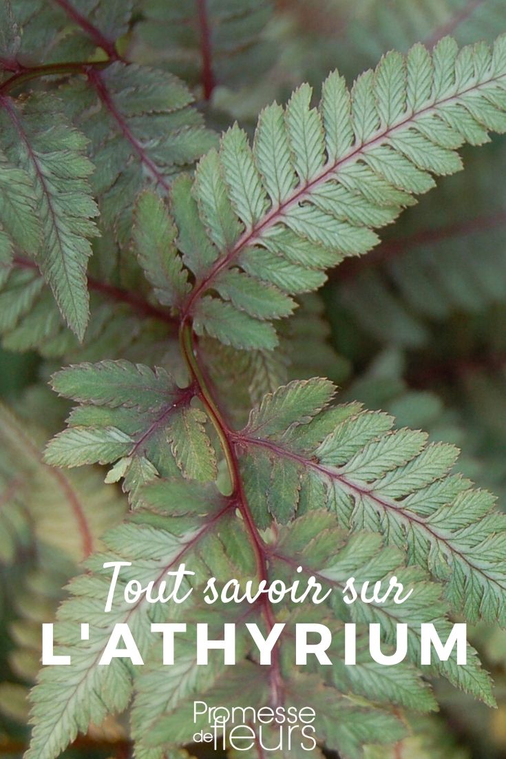 Athyrium, Frauenfarn