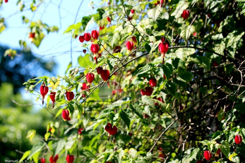 Den Abutilon im Winter schützen