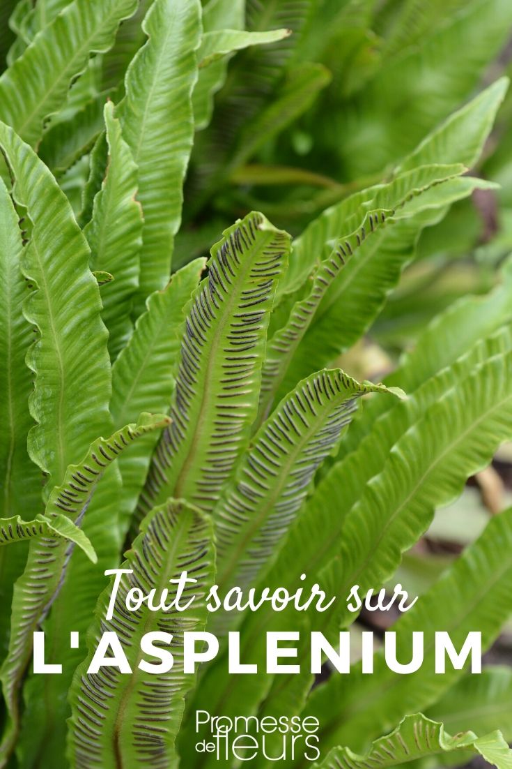 Asplenium - Farn