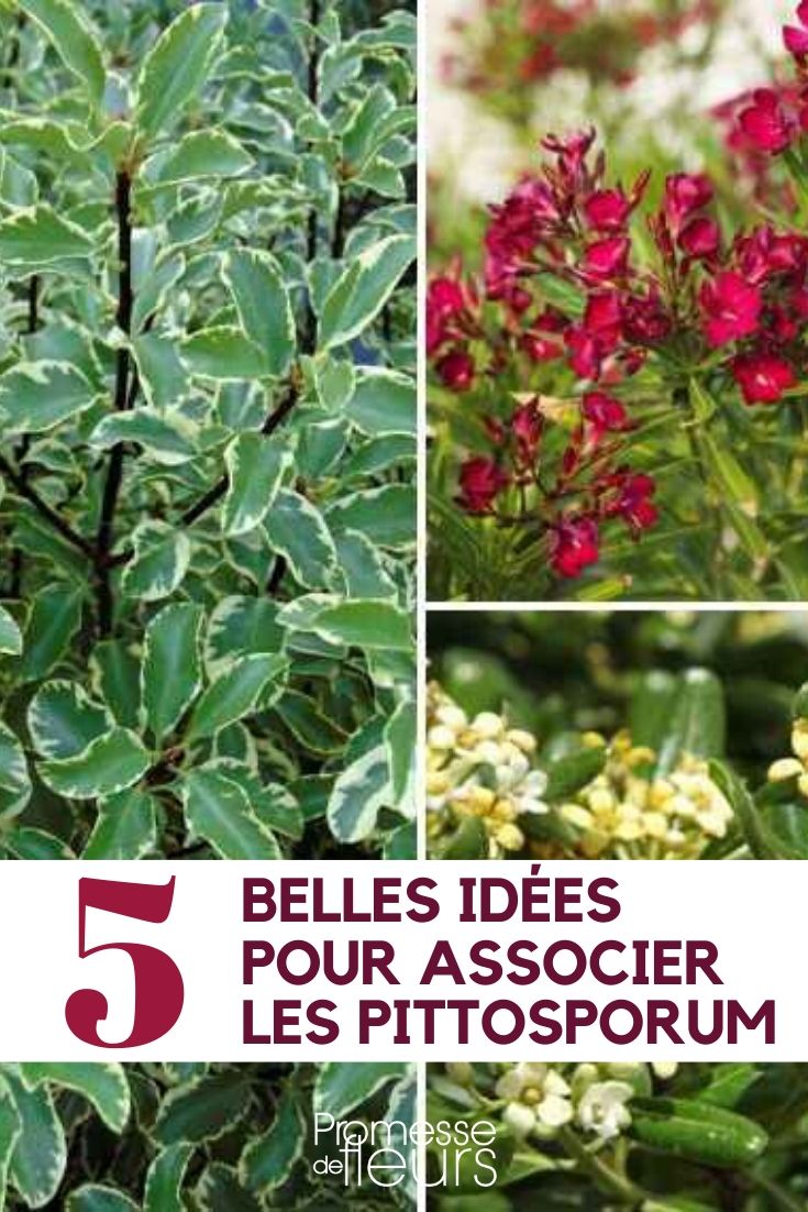 Pittosporum: Ideen für gelungene Pflanzkombinationen