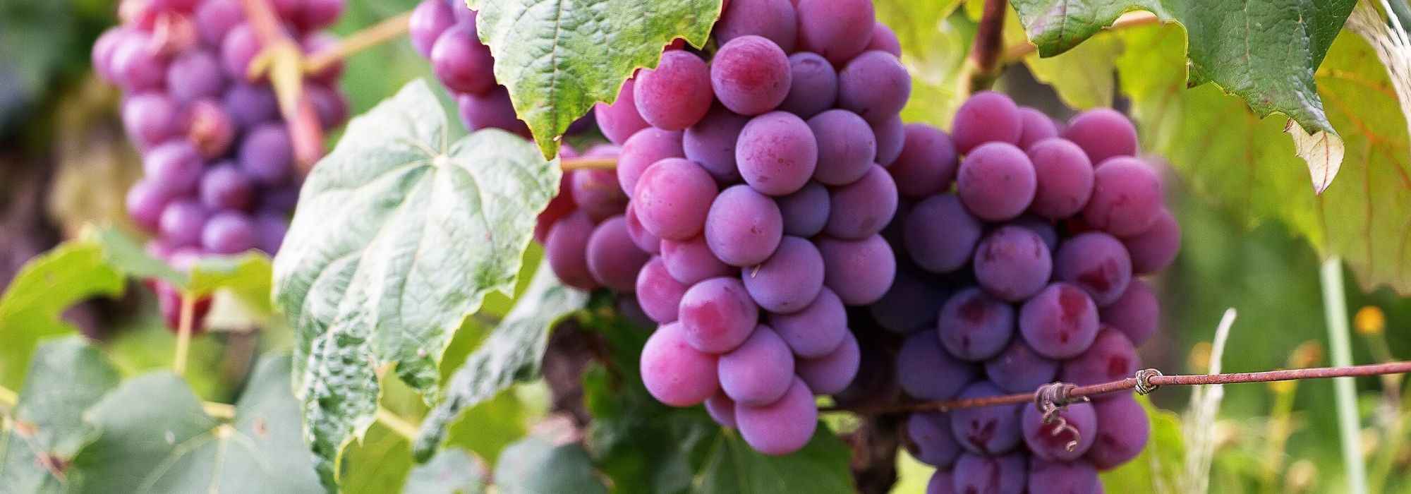 Weinrebe: die richtige Sorte wählen