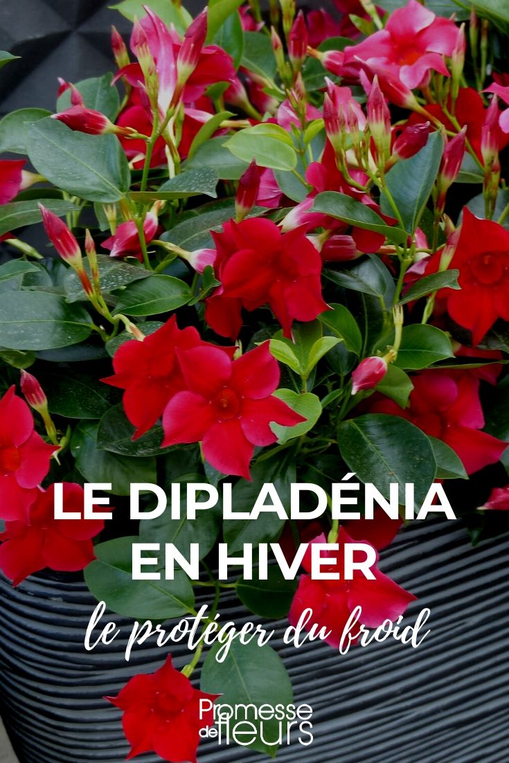 Den Dipladenia im Winter schützen