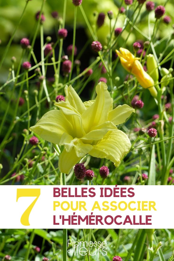 Hemerocallis - Alles, was Sie wissen müssen