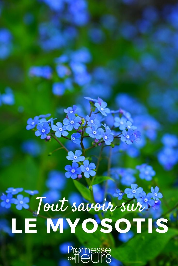 Myosotis - Aussaat und Pflanzung