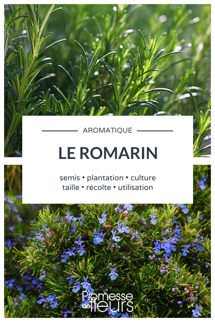 Rosmarinus officinalis – Alles, was Sie wissen müssen