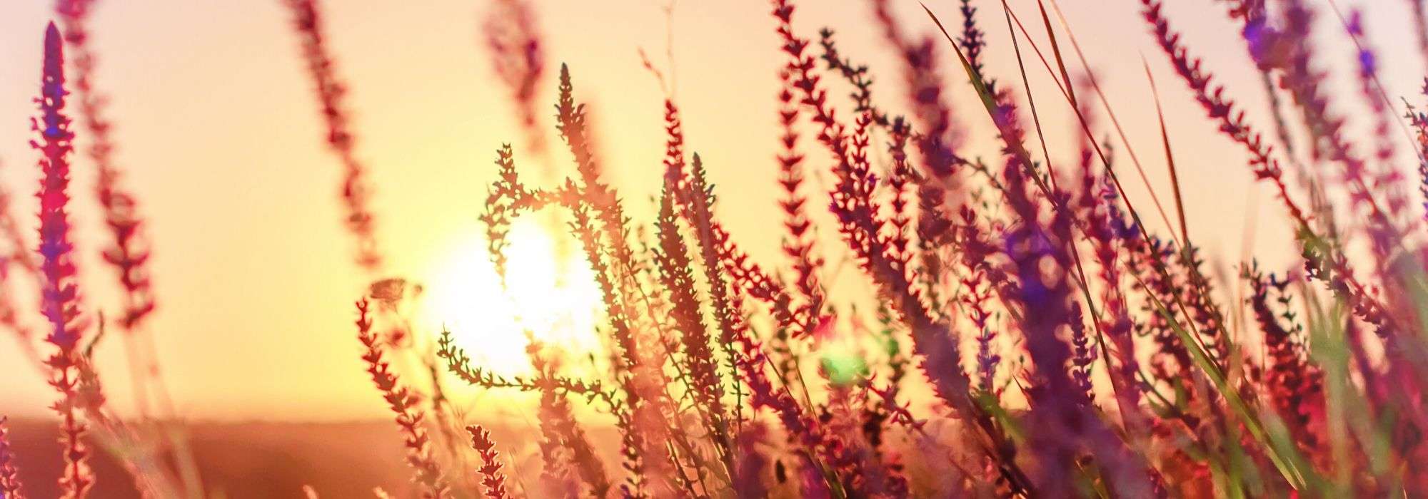 Weiderich (Lythrum): Pflanzen und Pflege