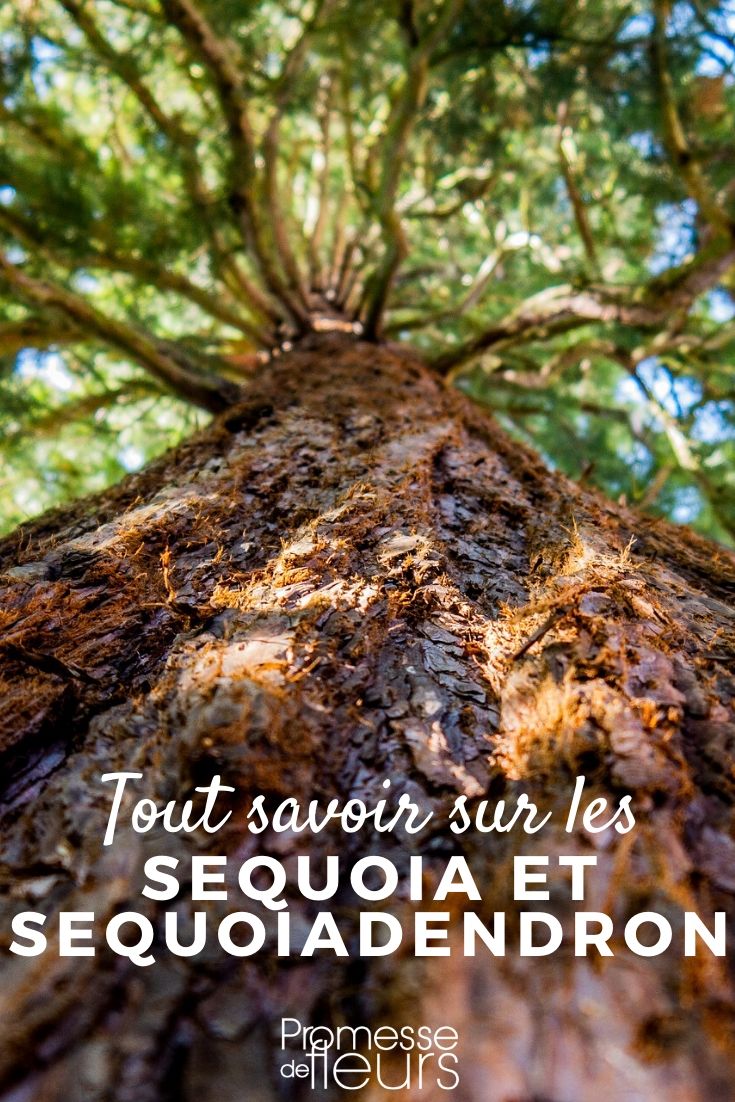 Sequoia und Sequoiodendron - Alles, was Sie wissen müssen