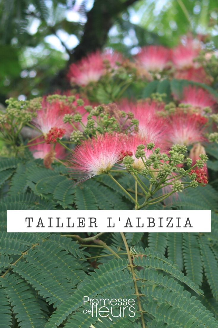 Größe des Albizia