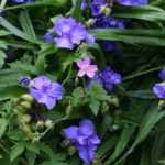 Virginische Dreimasterblume: pflanzen & pflegen
