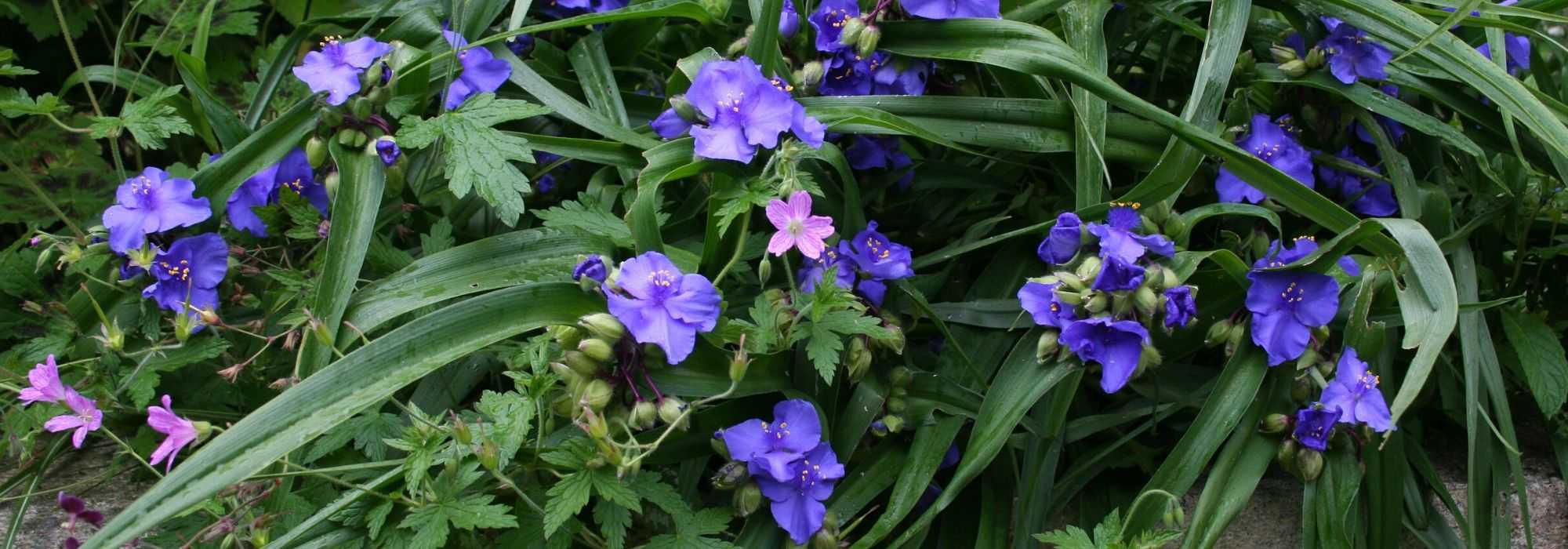 Virginische Dreimasterblume: pflanzen & pflegen