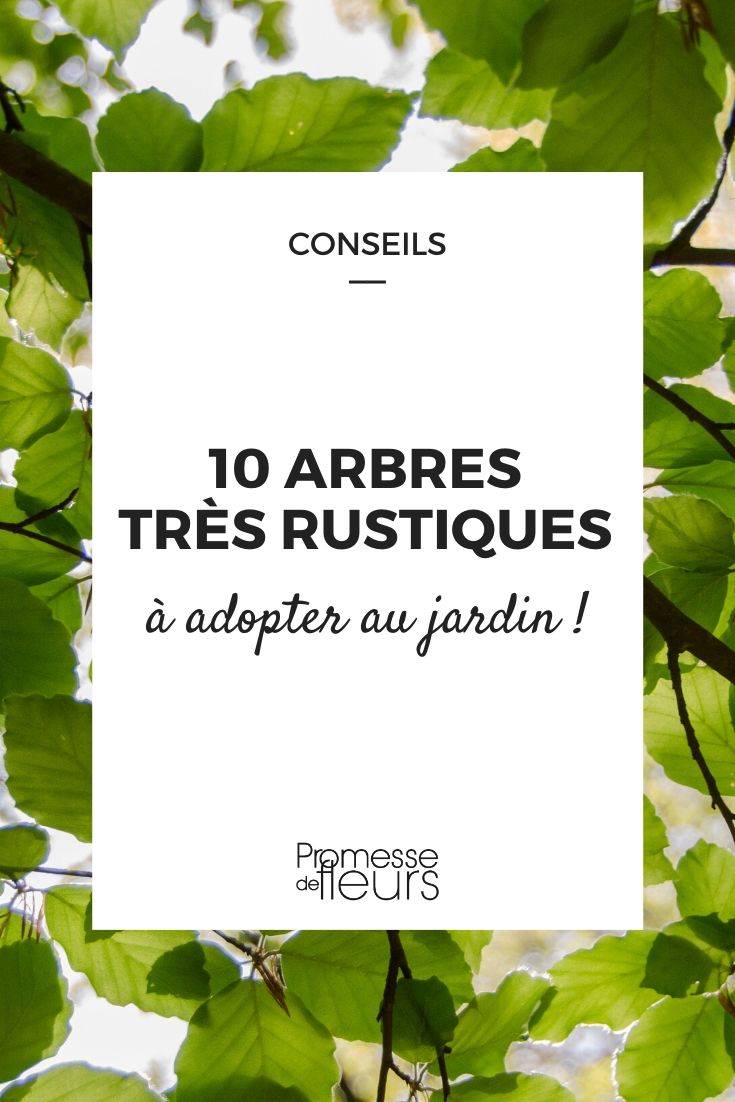 10 sehr winterharte Bäume für jeden Garten