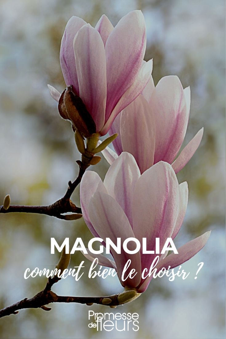 Magnolie: Die richtige Wahl treffen