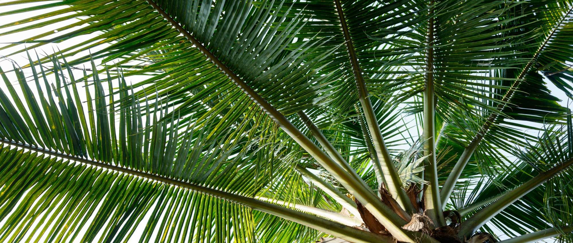 Welcher Palmenbaum passt in meinen Garten?