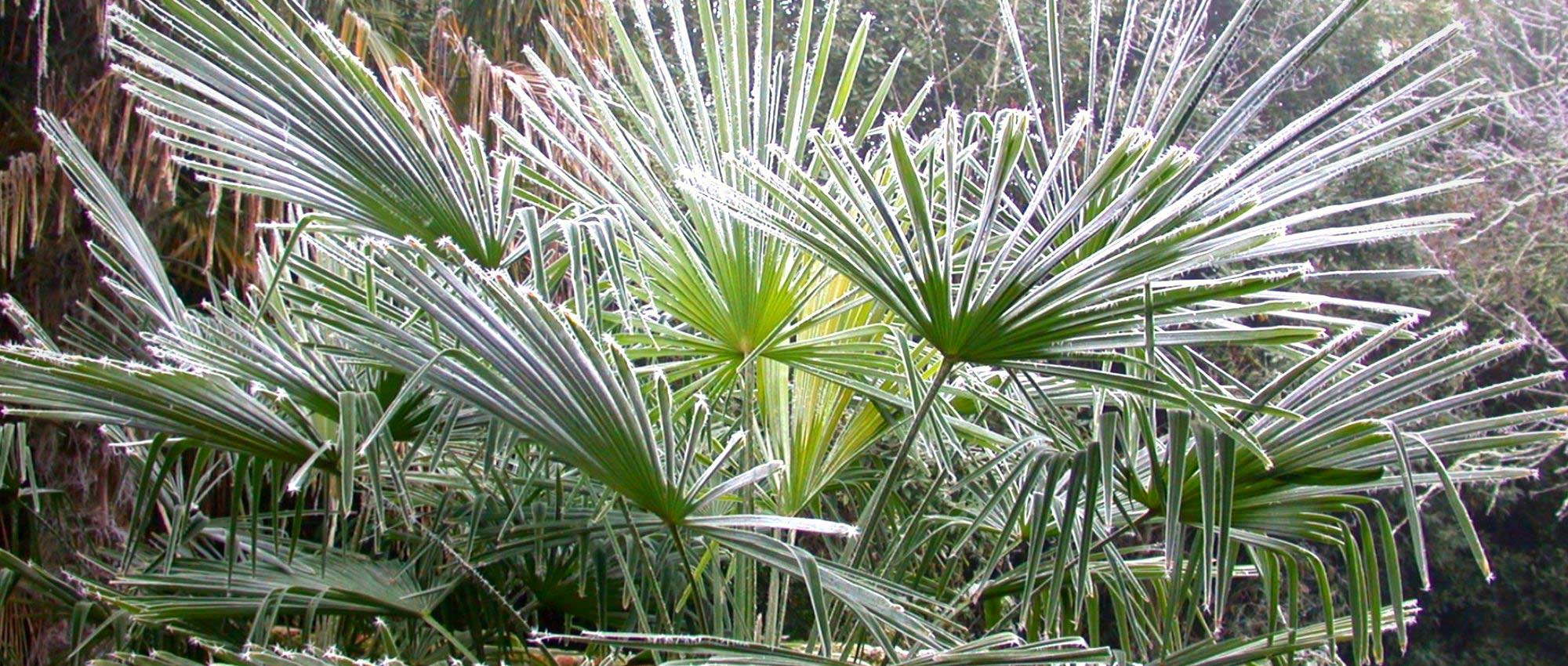 Palme im Winter schützen?
