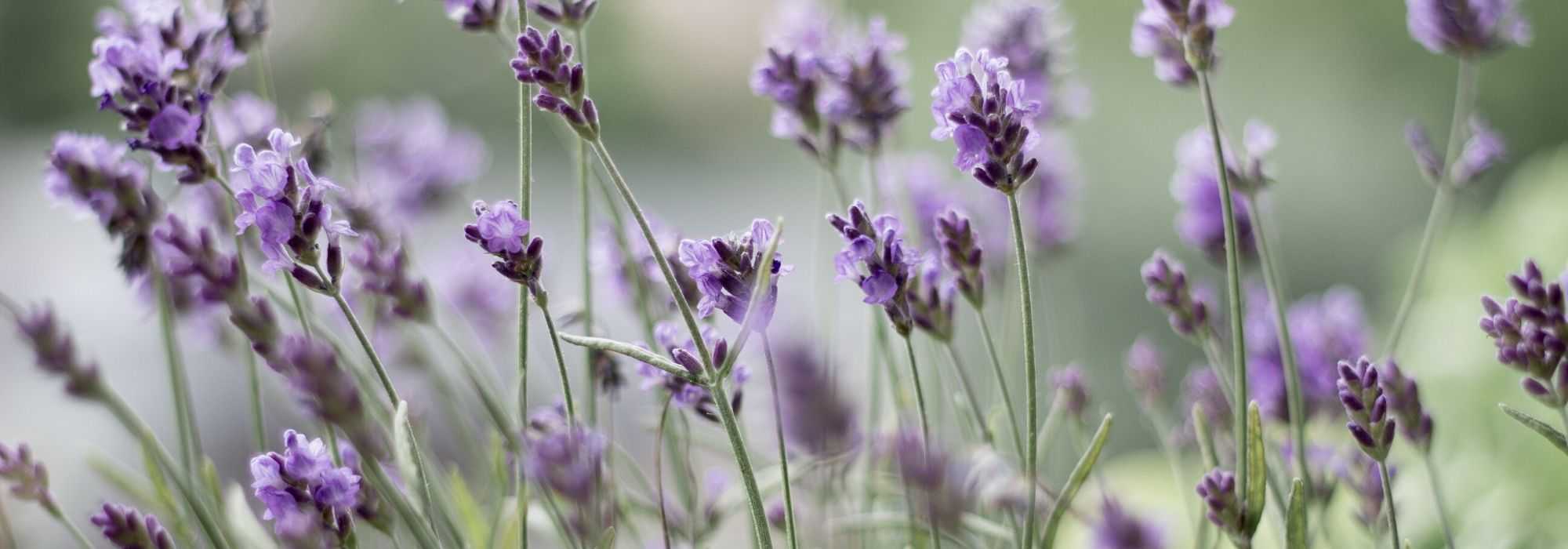 Lavendel trocknen: So geht’s