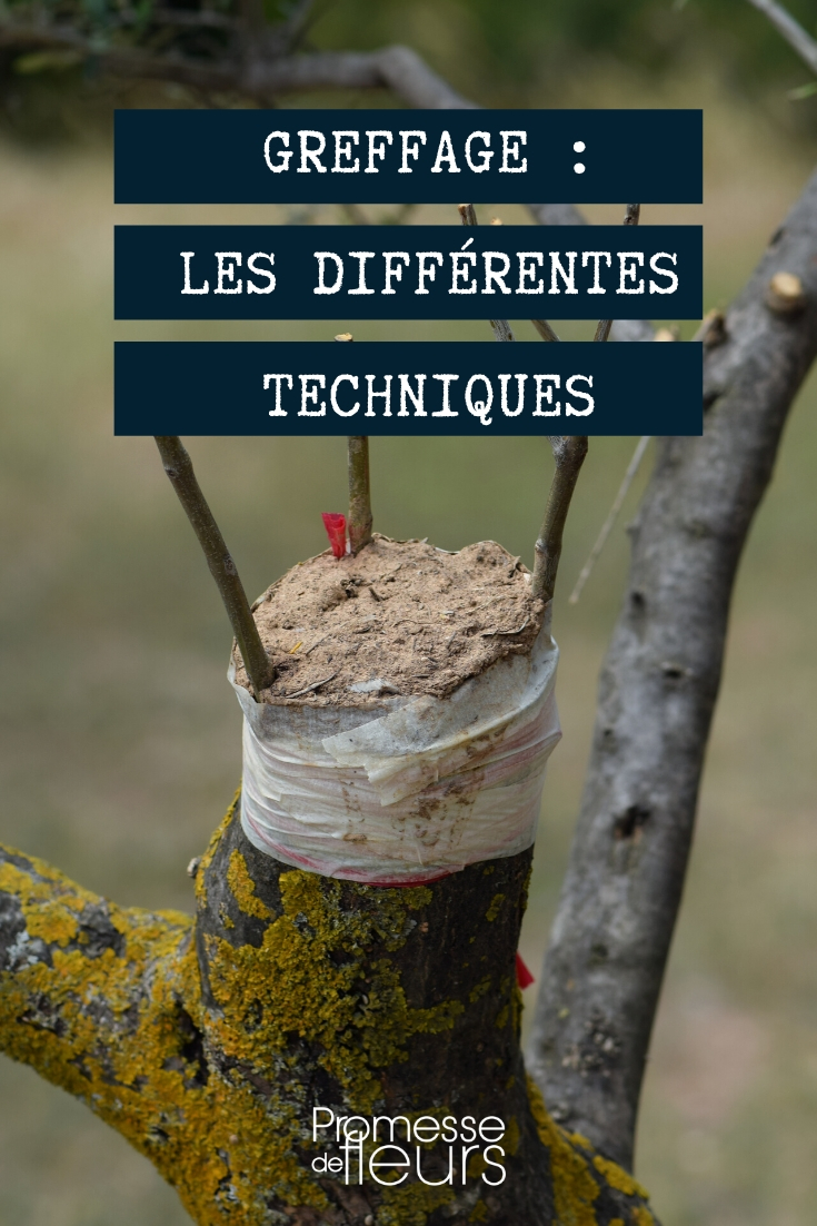 Einen Baum veredeln: Die verschiedenen Techniken