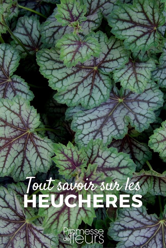 Heuchera – Alles, was Sie wissen müssen