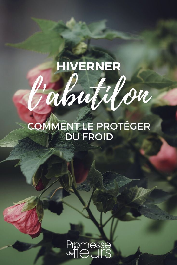 Abutilon: Schutz vor Kälte im Winter