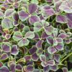 Klee (Trifolium): pflanzen, säen, pflegen